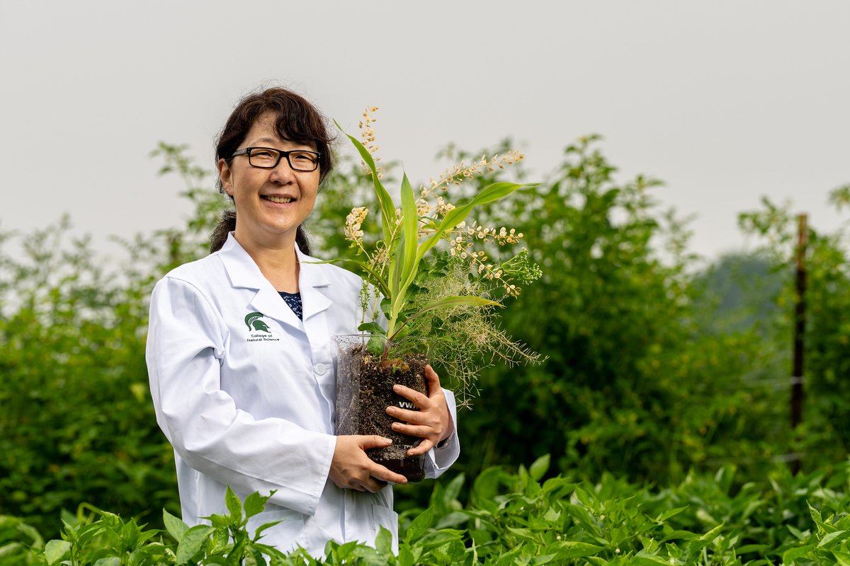 MSU_PRI's tweet image. Plant scientists at the MSU Plant Resilience Institute stand ready to meet the challenge of improving global food security head-on. Read more about how MSU is working to make plants more climate resistant: msutoday.msu.edu/news/2025/10/s…