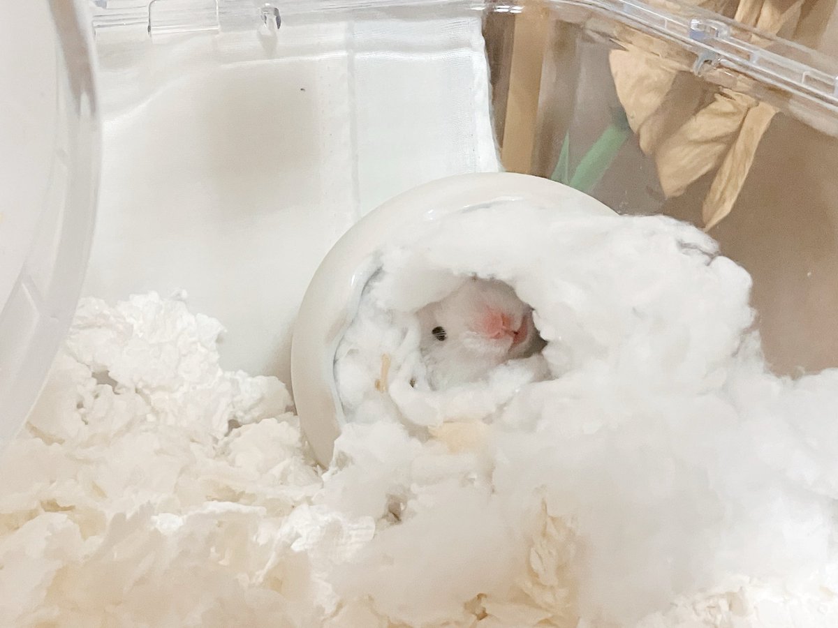 かわいい……なんで傾いてるの？