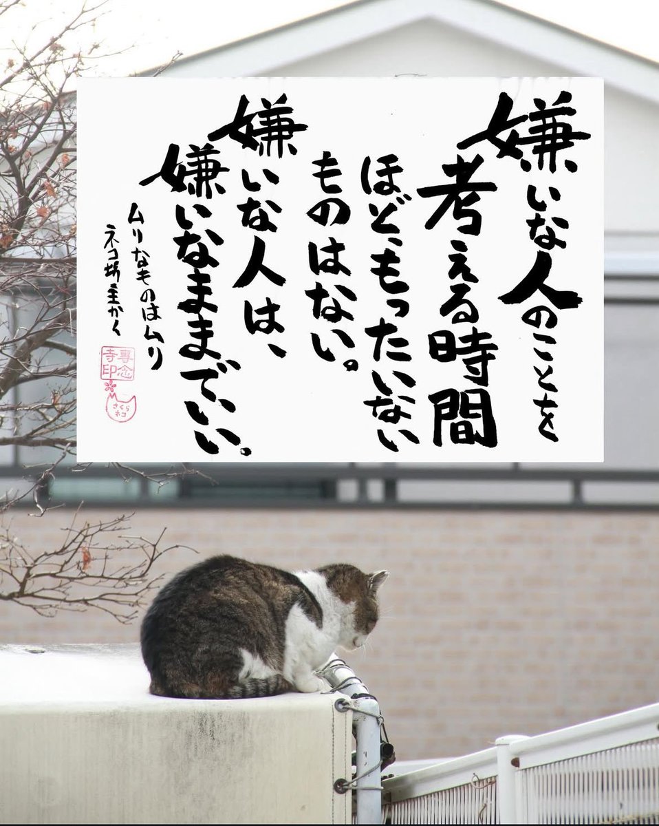 ネコさんから人間さんへ今日の一言