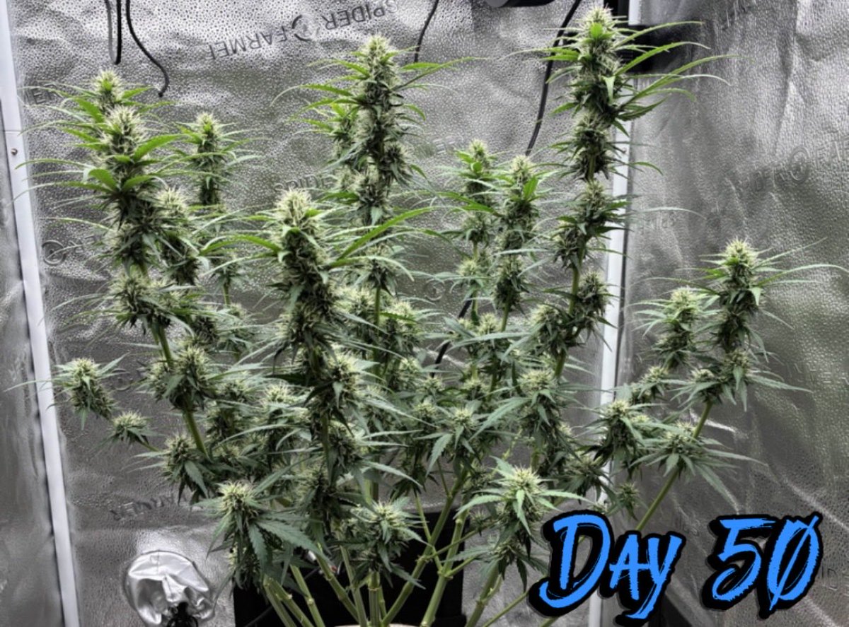 🧬 Alien Shellz Auto by <a href="/highlowseedco/">High Low Seed Co</a> thru <a href="/TheUpperVault/">The Upper Vault</a> 
Days 37-50