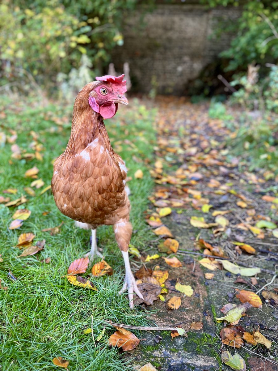 Barendina Smedley tweet media