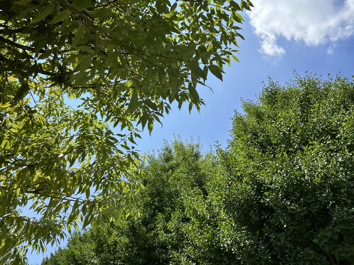 この高く伸びる樹木の緑と果てなく広がる空の青はここに人が立つ遥か前よりそこに在った。

その事実は確かに自身の矮小さを認識させる。

だが同時に悠久の昔からの風も感じるのだ。

人の一生は自然に比べれば僅か。

だからこそ全力で輝く人生に価値があるのだ。

#詩 
#キリトリセカイ 
#龍の八紘