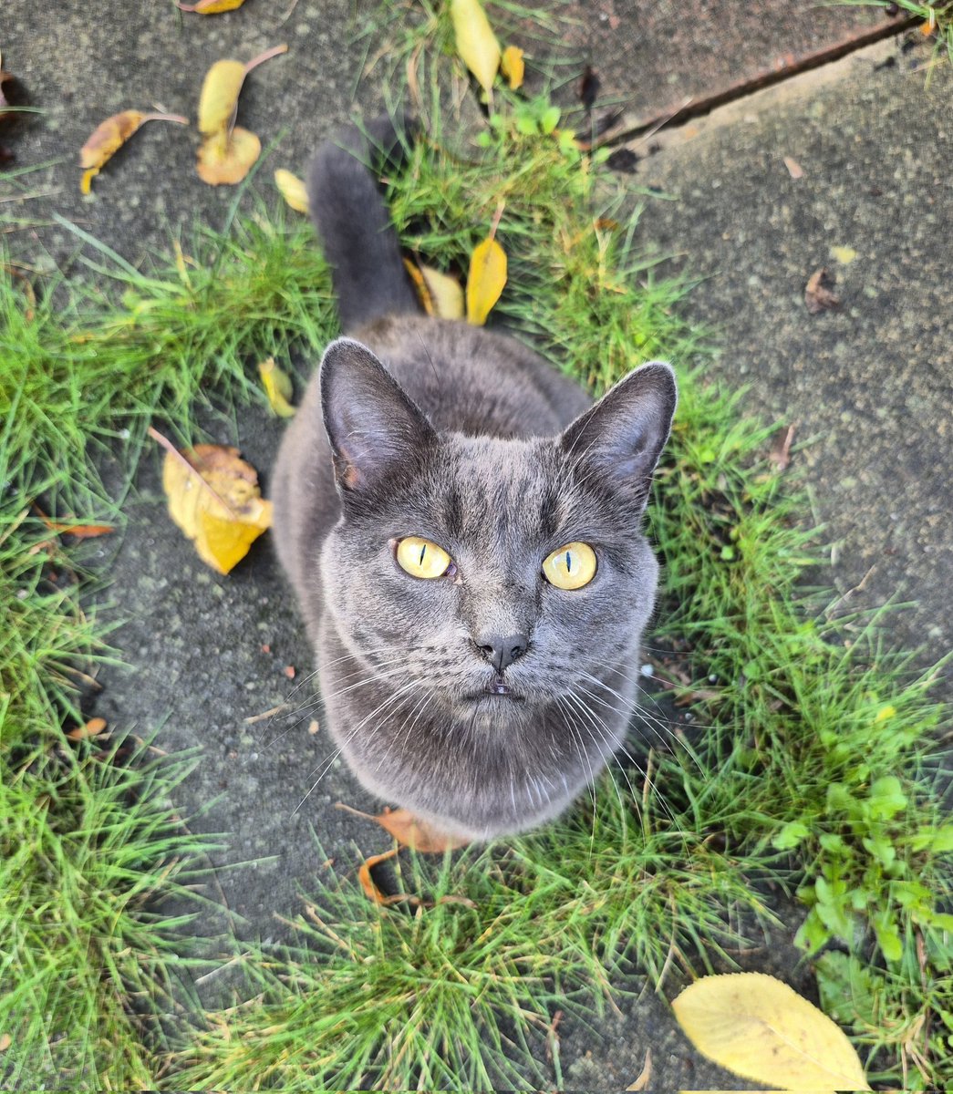 Mum says I'm a handsome &amp; cute little boy ♥️
But she also says looks are deceiving &amp; I'm actually a naughty &amp; annoying little bu**er! 🙀