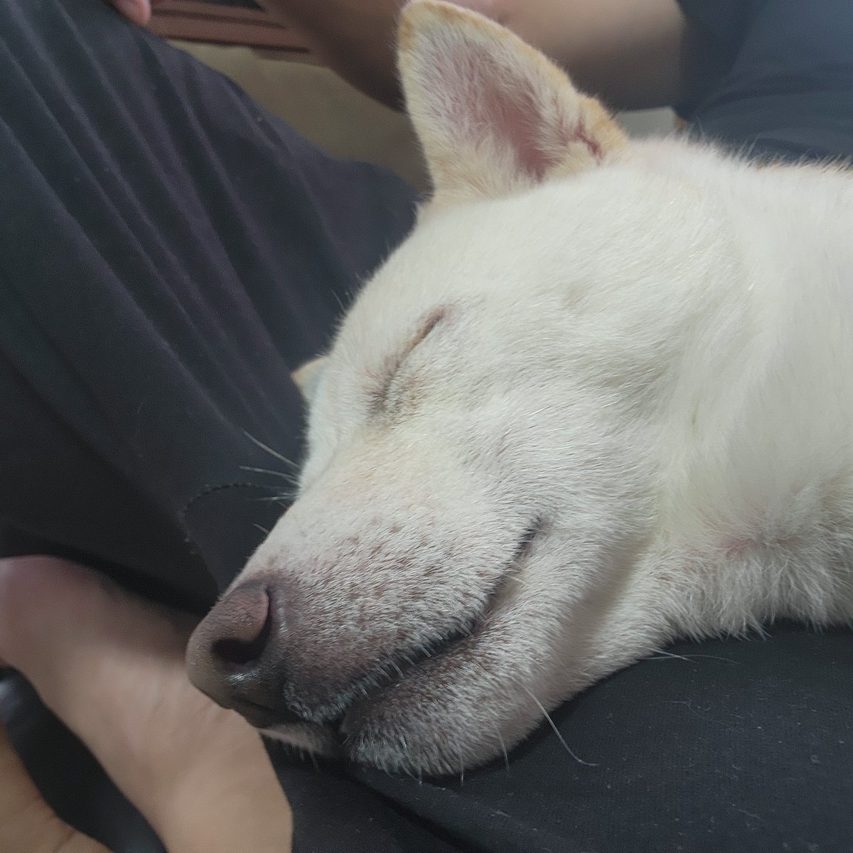 いっぬ 我輩のおまたを枕にするイッヌ