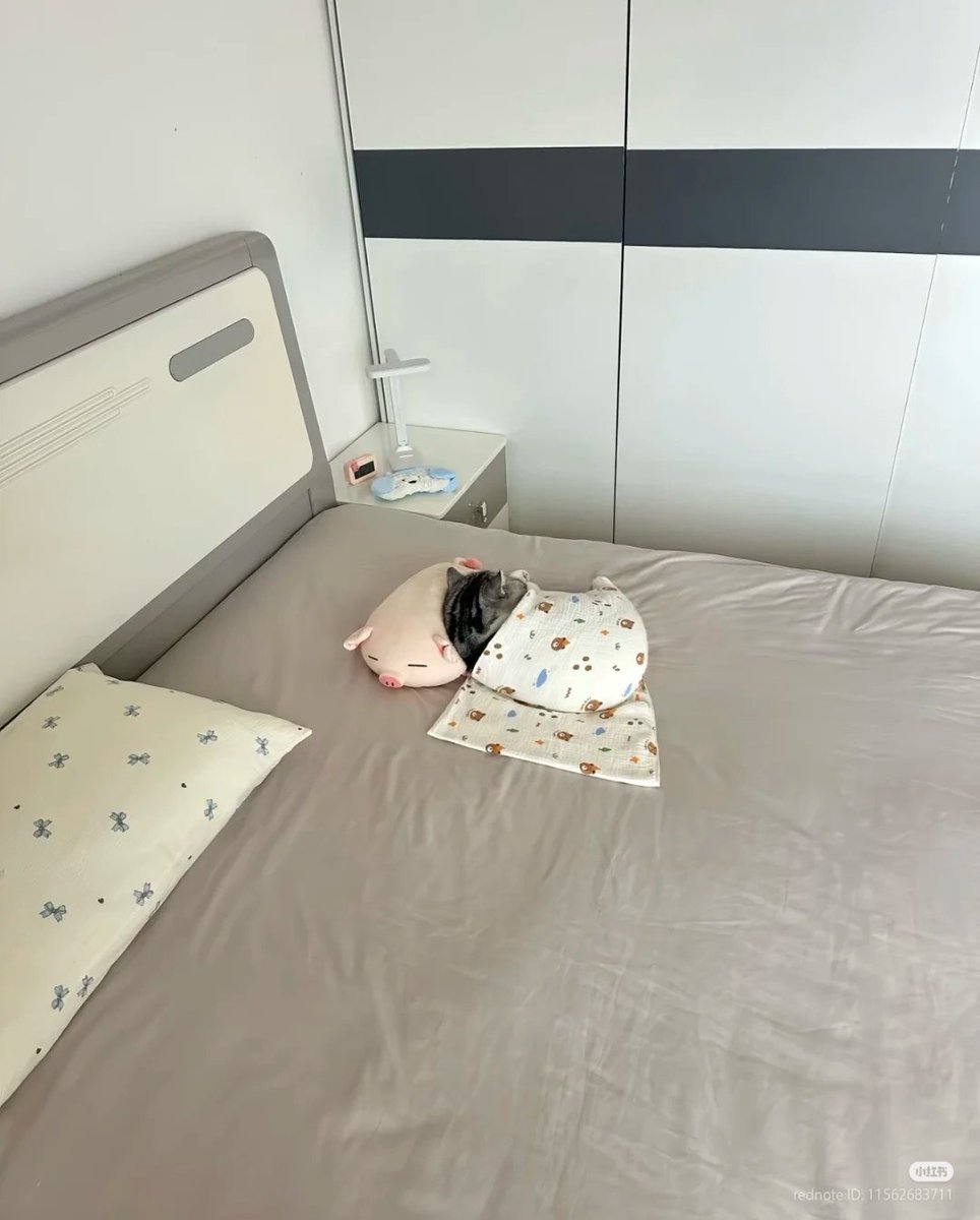 No Context Cats tweet media