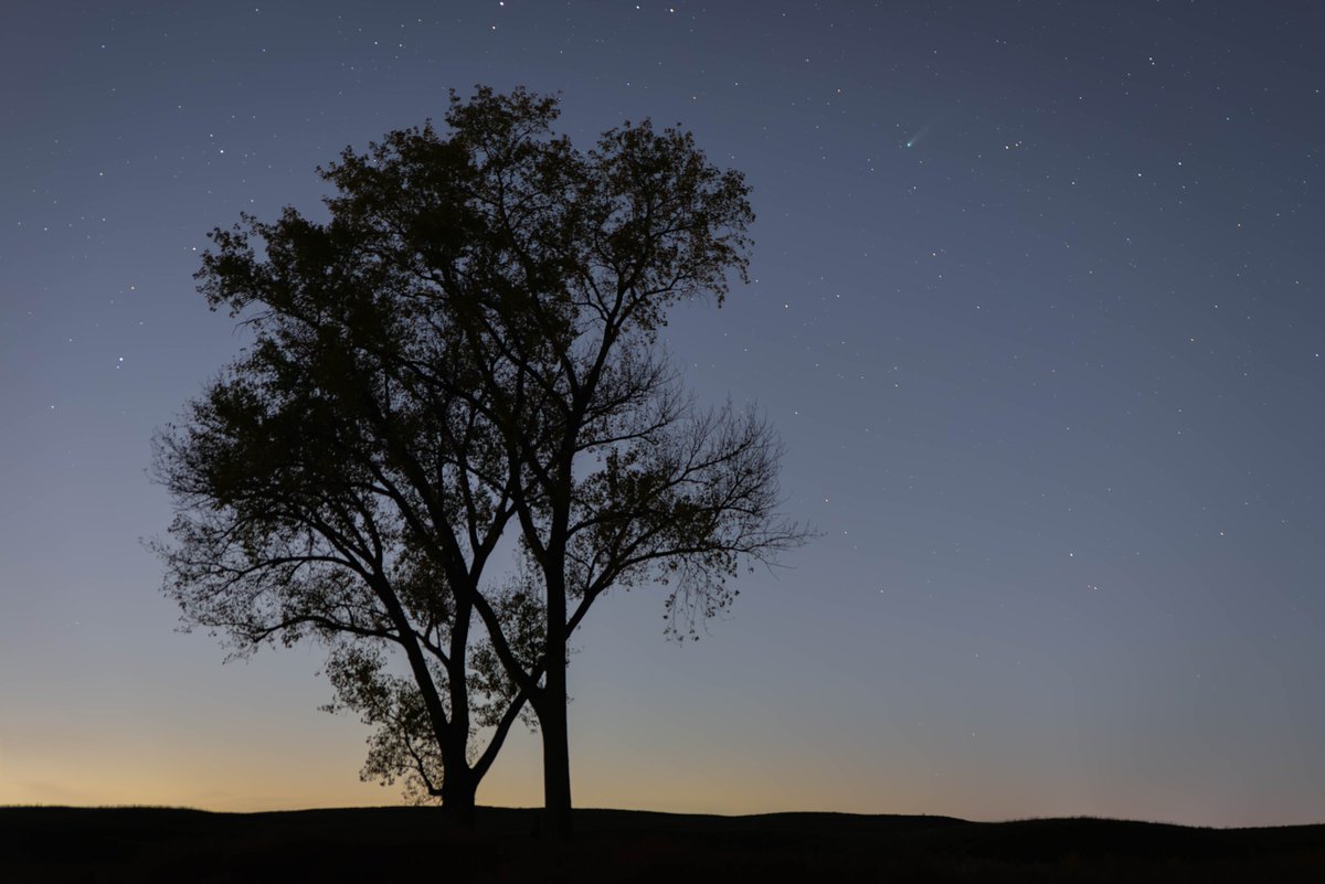 My first capture of Comet C/2025 A6 (Lemmon). It's position is about 1 o'clock on the tree.