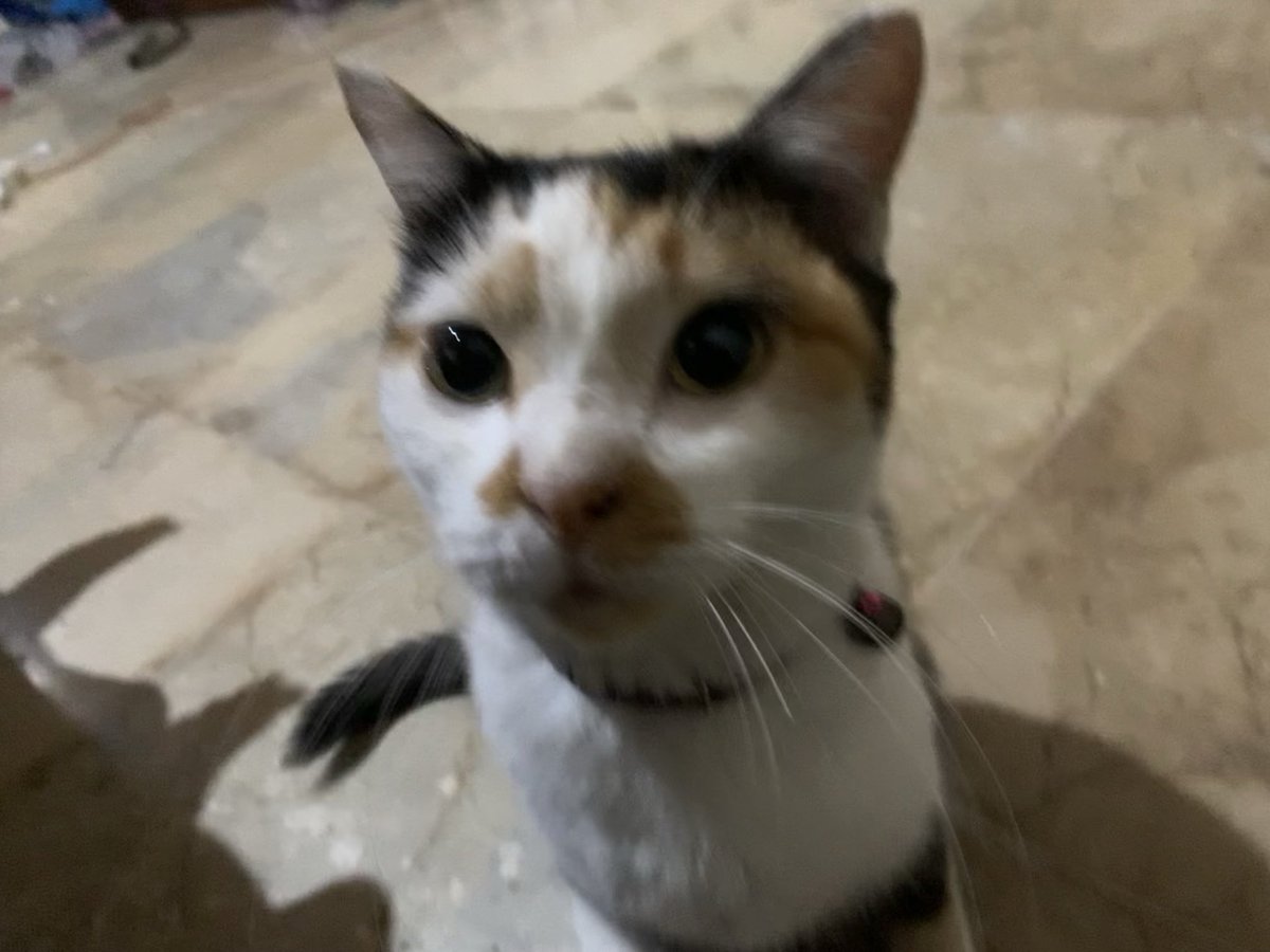 cl_eodash's tweet image. syitik