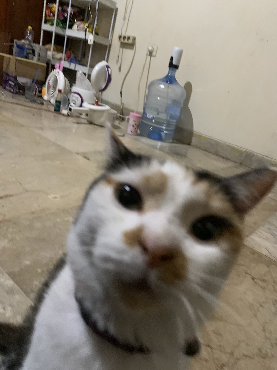 cl_eodash's tweet image. syitik