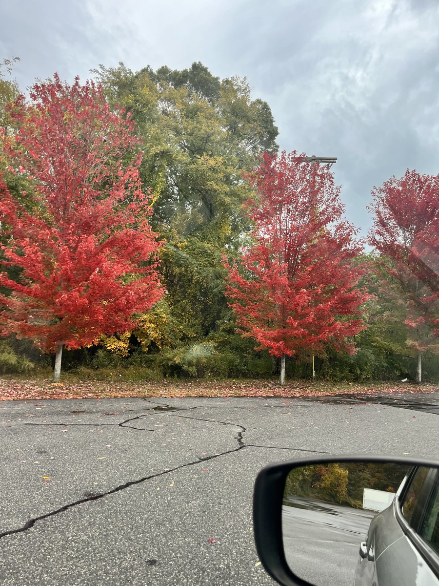 I go to the gym on my lunch break and pass by these trees. It’s really cool that I got to see them change over time (I park to take the picture, it’s not a road)
