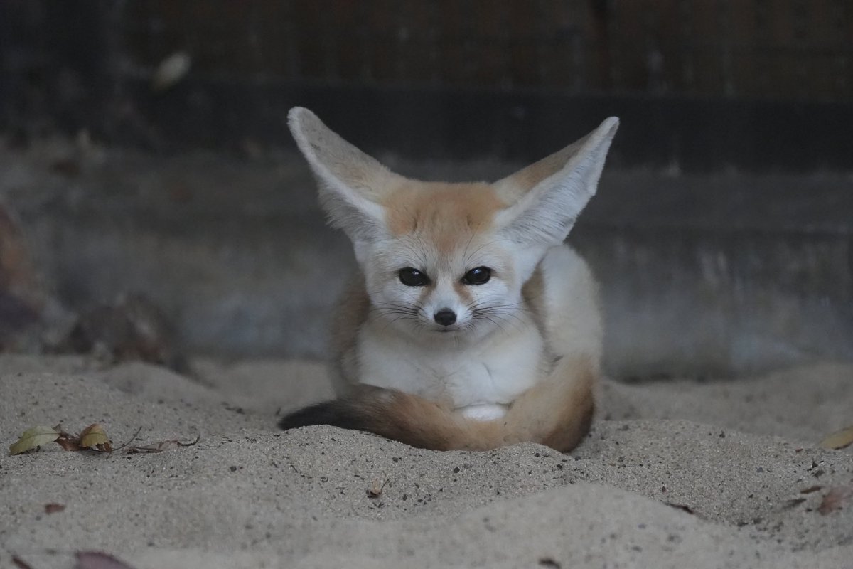 どきちゃん on X