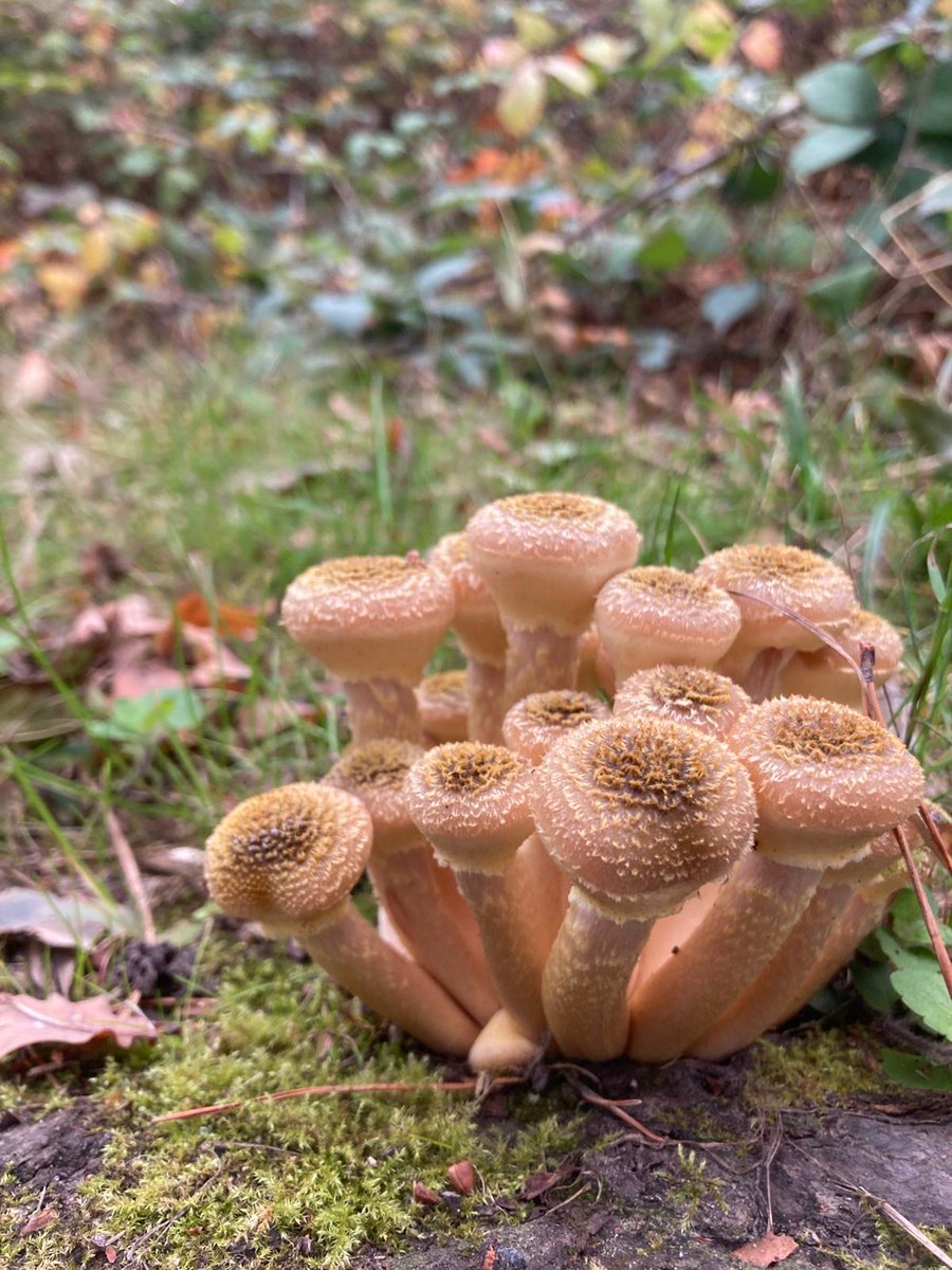 These beautiful fungi were spotted in the Buckinghamshire Country Parks recently.