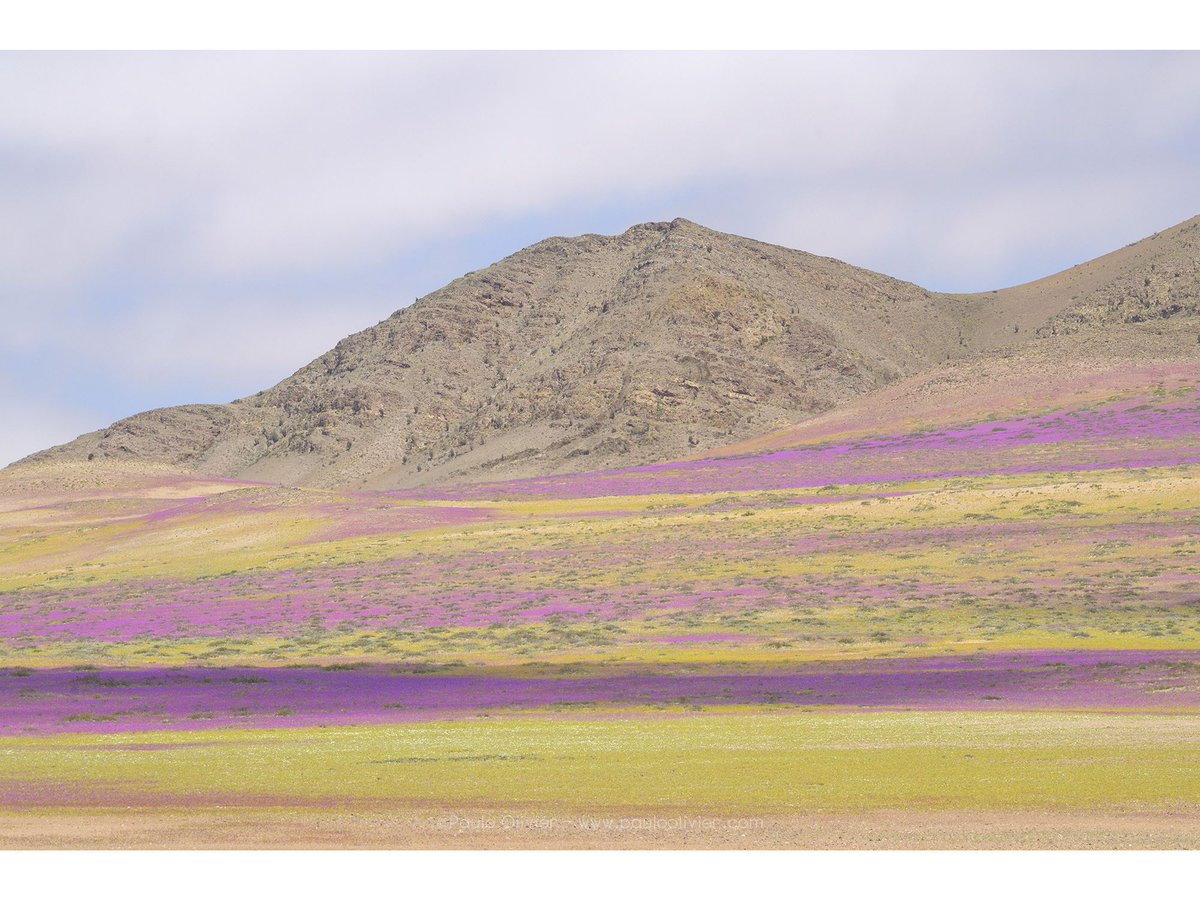 ¿Cómo le explicas a un extranjero que esta foto fue tomada en el desierto más árido del mundo?
Desierto florido 2025.