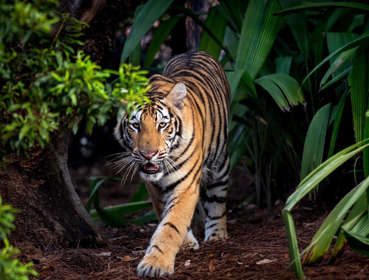 Welcome back, Tigers! We're walking into the week recharged, refreshed, and focused on what’s ahead. 💜💛🐯