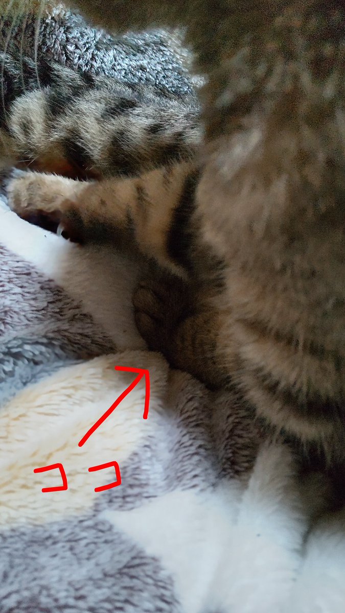 きじとら@nyan (@kigitorakun) / Posts / X