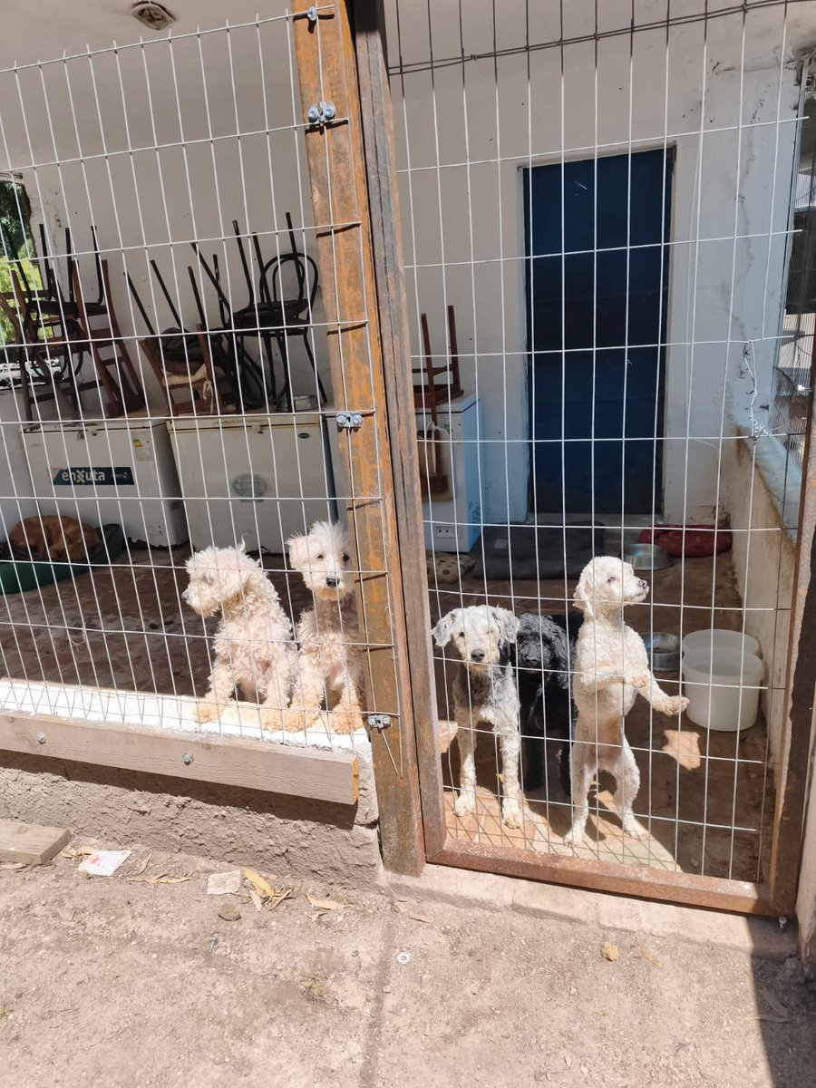 Giovann69231268's tweet photo. En @LigaBichera tenemos a Canichelandia esperando hogares!!! 096 130 638 https://t.co/VEDPKPwrlN