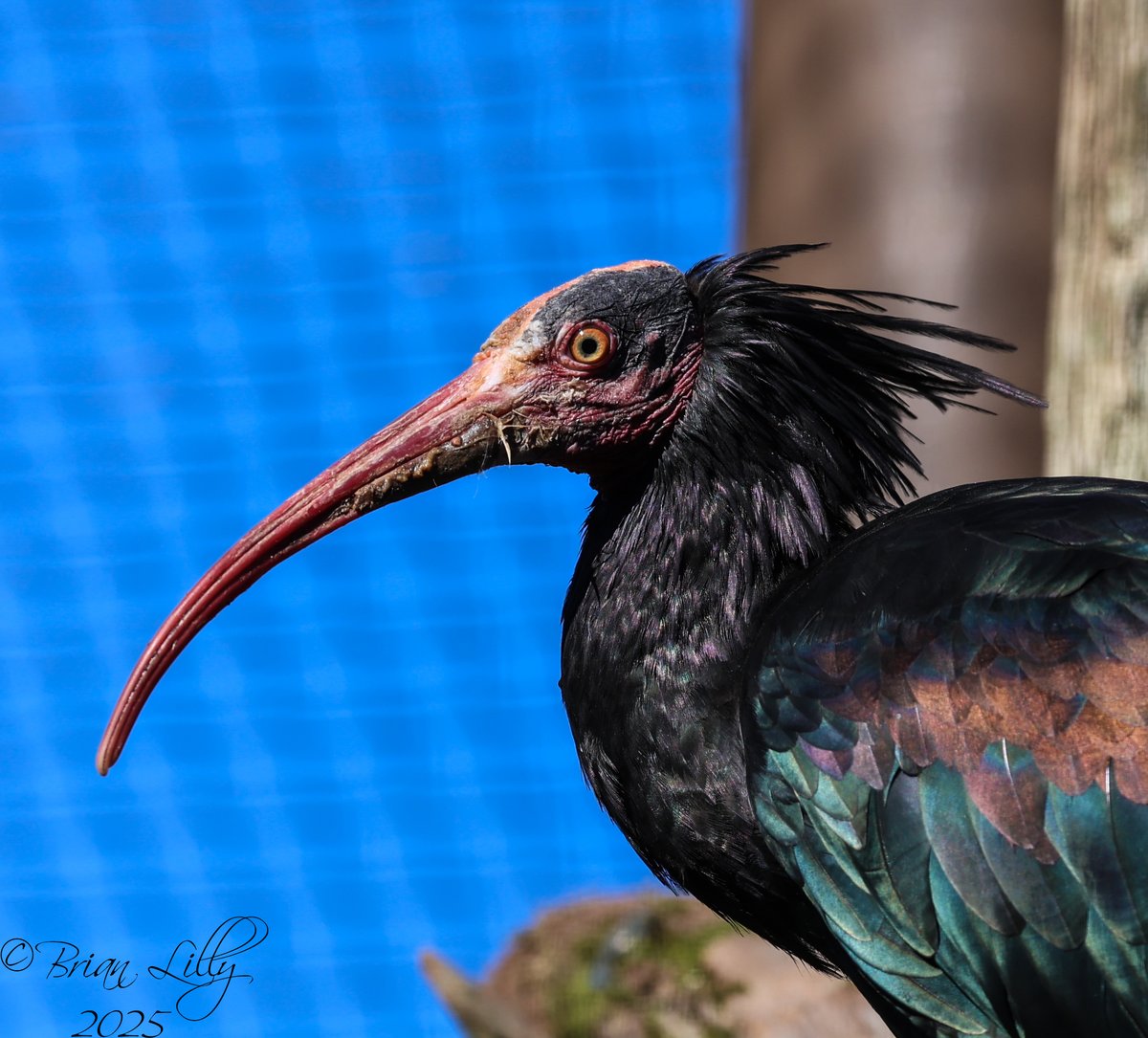 brglilly's tweet image. Shiny Waldrapp ibis @CotsWildTweets #ibis #birds