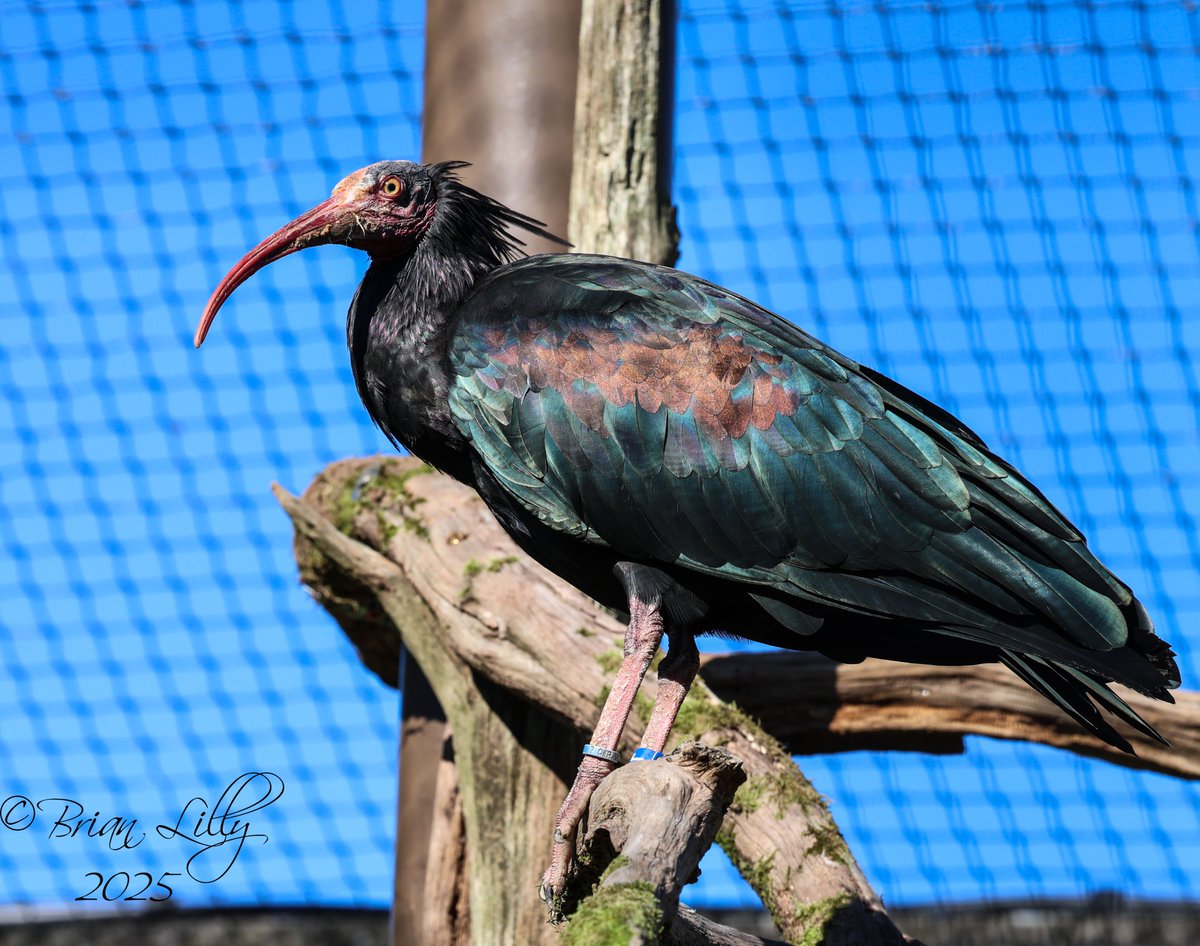 brglilly's tweet image. Shiny Waldrapp ibis @CotsWildTweets #ibis #birds