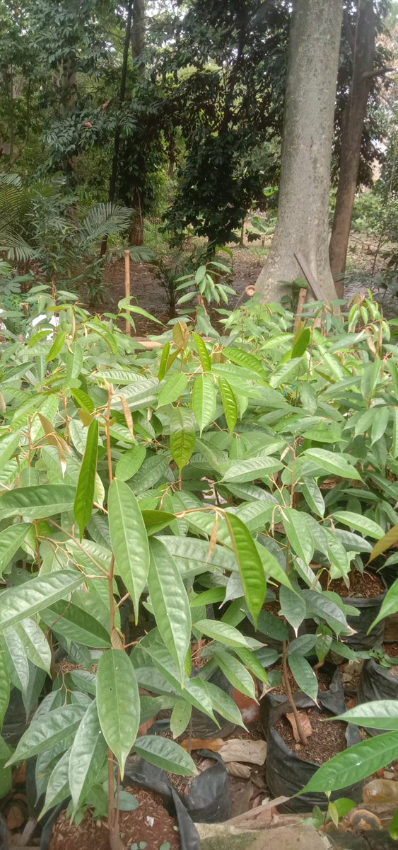 Linimata's tweet image. Selamat malam linimasa.
Ditawarkan untuk adopsi gratis, anakan pohon pucung (Pangium edule), gratis, asal bertanggung jawab.
Barang boleh ambil di Balekambang, Kramat Jati, Jakarta Timur