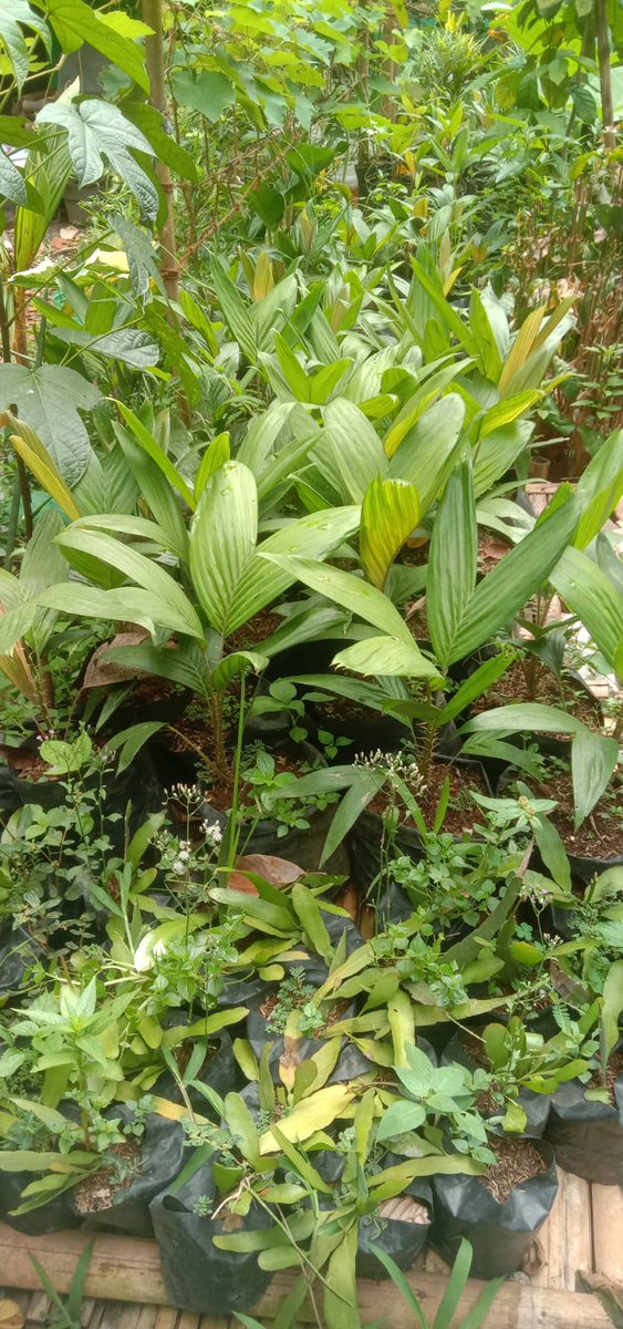 Linimata's tweet image. Selamat malam linimasa.
Ditawarkan untuk adopsi gratis, anakan pohon pucung (Pangium edule), gratis, asal bertanggung jawab.
Barang boleh ambil di Balekambang, Kramat Jati, Jakarta Timur