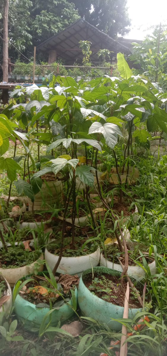 Linimata's tweet image. Selamat malam linimasa.
Ditawarkan untuk adopsi gratis, anakan pohon pucung (Pangium edule), gratis, asal bertanggung jawab.
Barang boleh ambil di Balekambang, Kramat Jati, Jakarta Timur