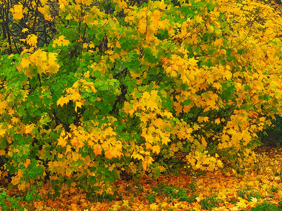 #autumn #autumncolours #nature