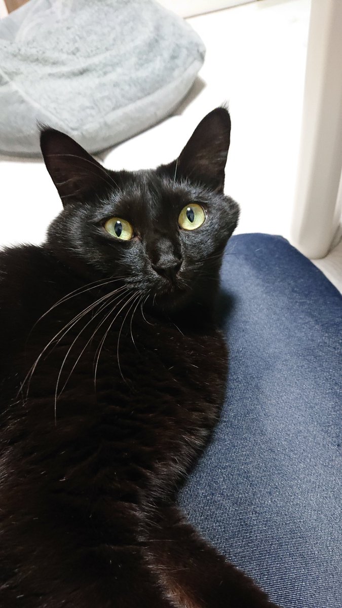 黒猫こんぶの飼い主 (@konbu0330) / Posts / X