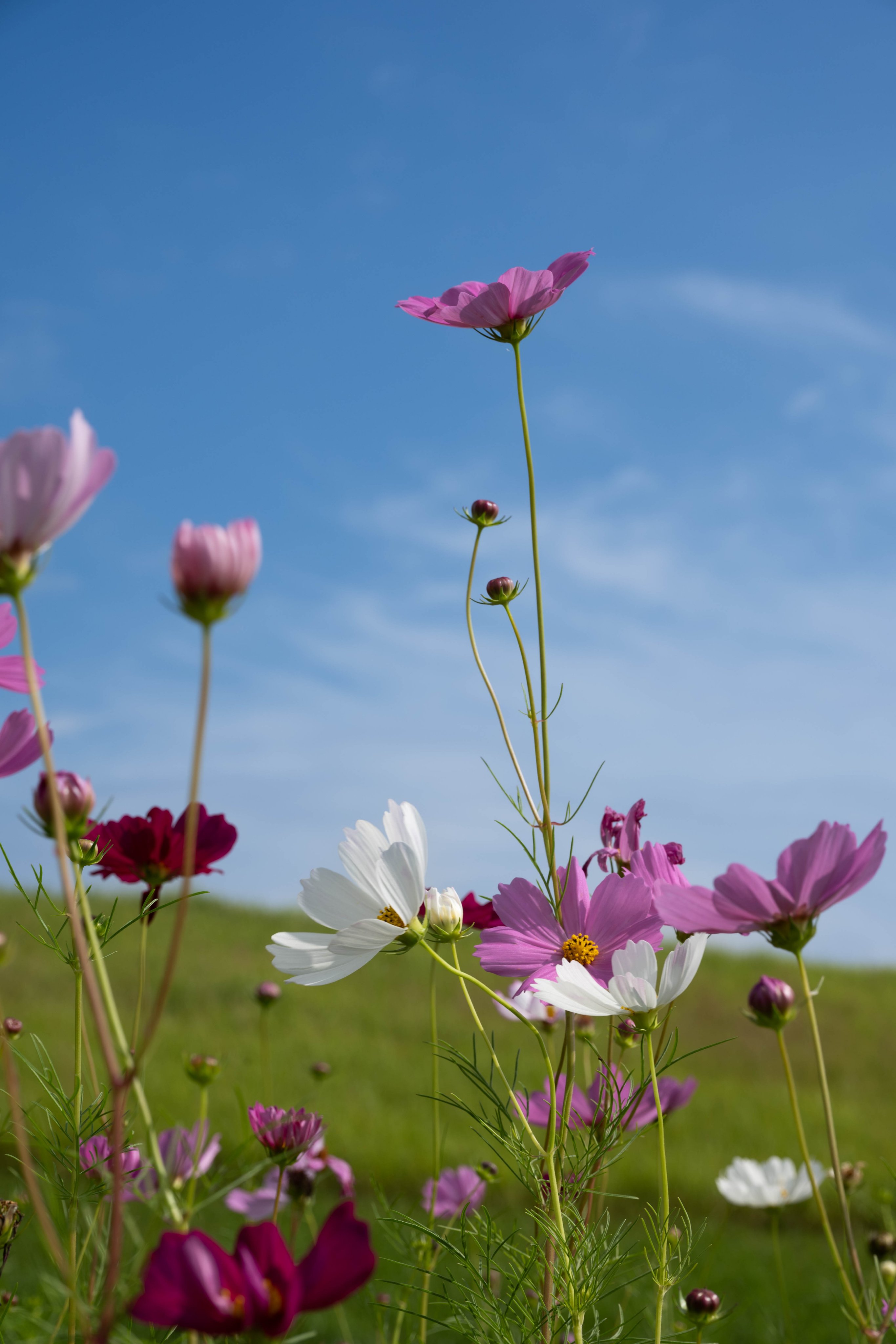 コスモス（美人画・A2サイズ） コスモス（美人画・A2サイズ） コスモス（美人画・A2サイズ