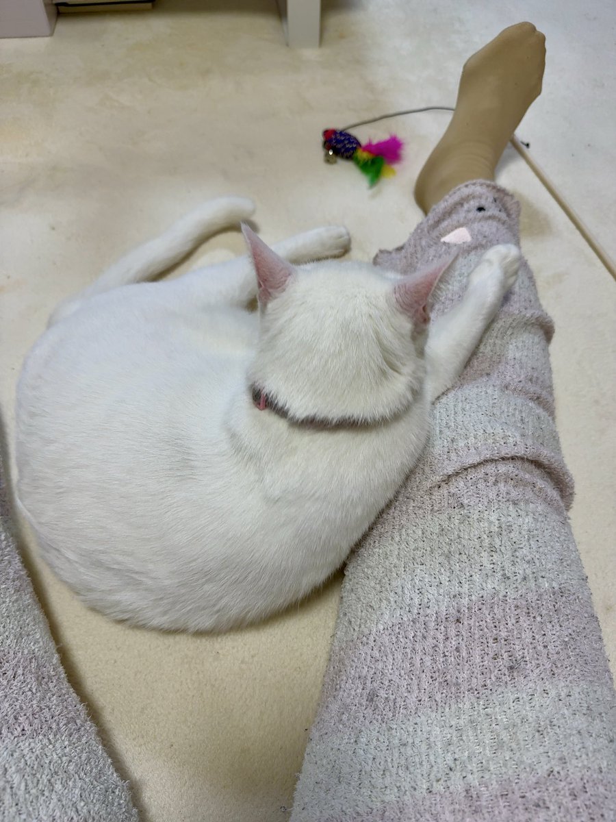 らんまるぽむぽむタイプα(ぽむ隊長) (@ranmaru_type_a) / Posts / X