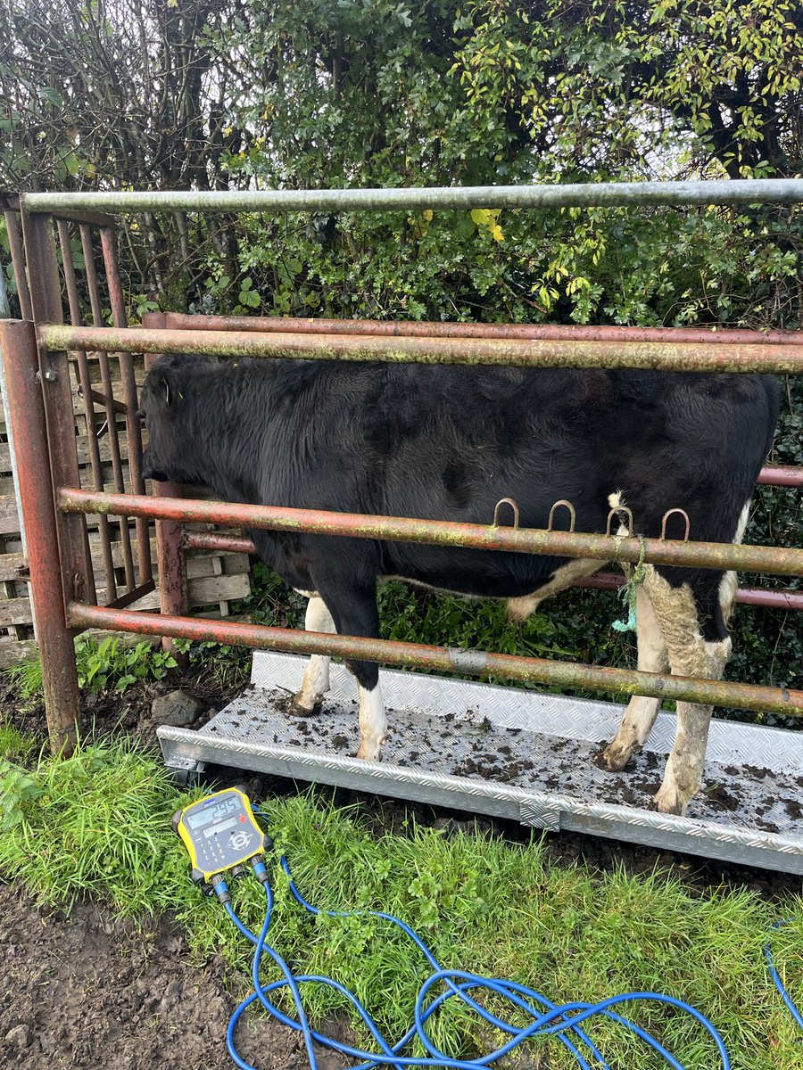 €60 calf last spring weighing 295 kilos!There won’t be too many of them this spring!!