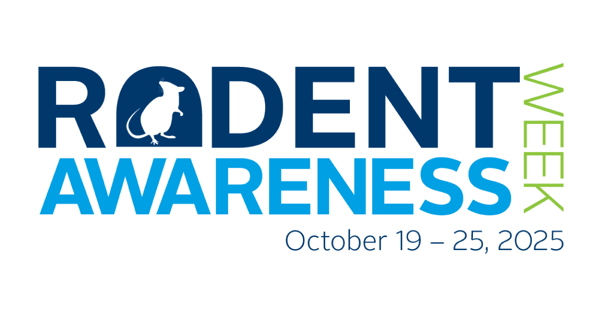 PestChampion's tweet image. 🐭 Rodent Awareness Week! 🐭

Rodents sneak in more ways than you think! 🏠 Crack in the foundation, gap under the door, unsealed pipe...these intruders are master infiltrators. #rodentawarenessweek #pestcontrol #centralohio

Learn to secure your home 🔗 bit.ly/46Qp3hx