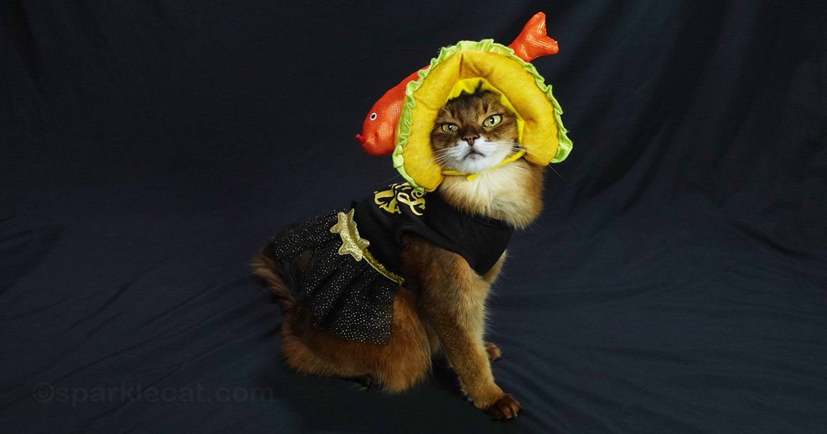 sparklecat's tweet image. Just for fun, my human and I gathered a bunch of Halloween outfits and played mix and match with them, the more inappropriate the better! Just wait til you see these combos - let me know what you think: buff.ly/eSKHSMj #Halloweencat #catmodel