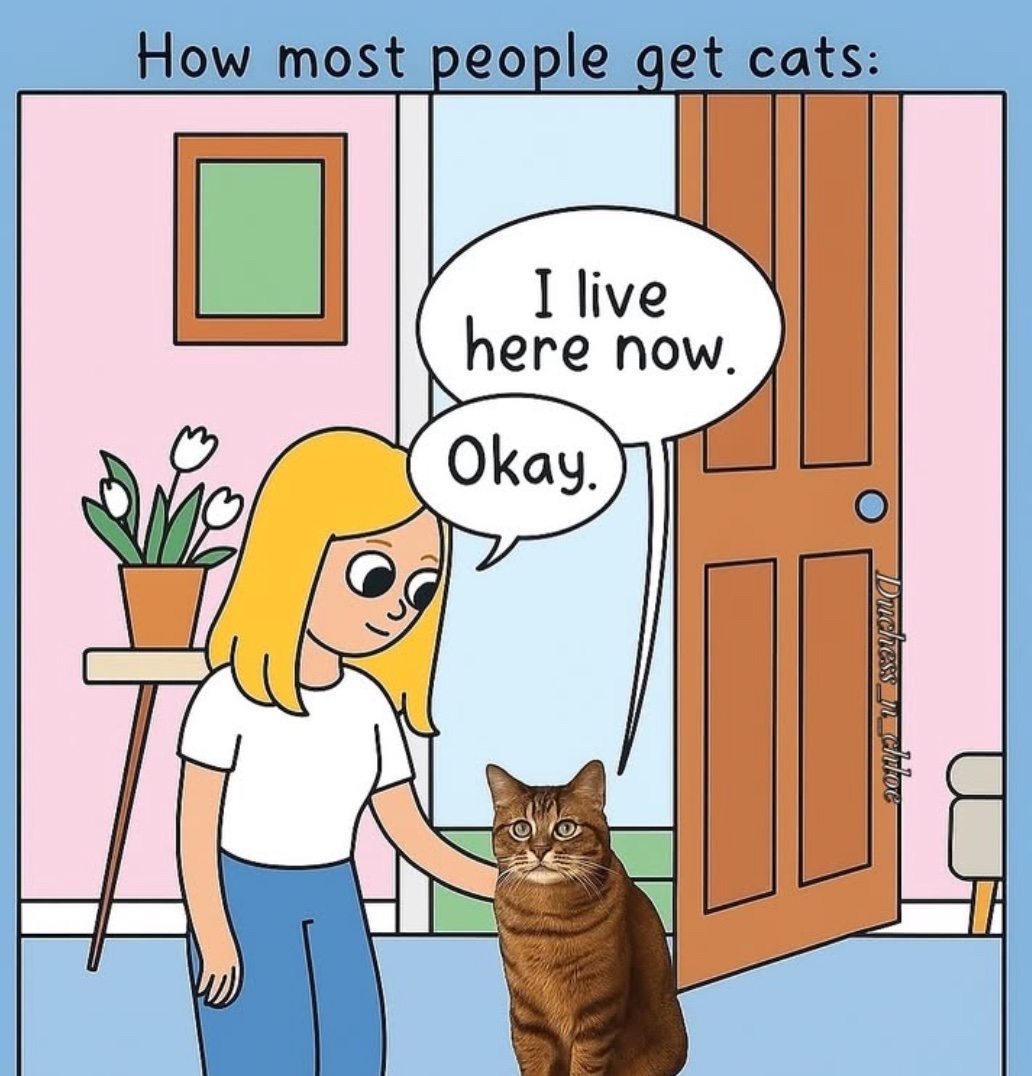 lined cats (@linedcats) on Twitter photo 