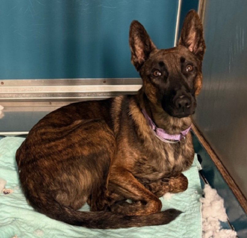 Julie🌻🐾 tweet media