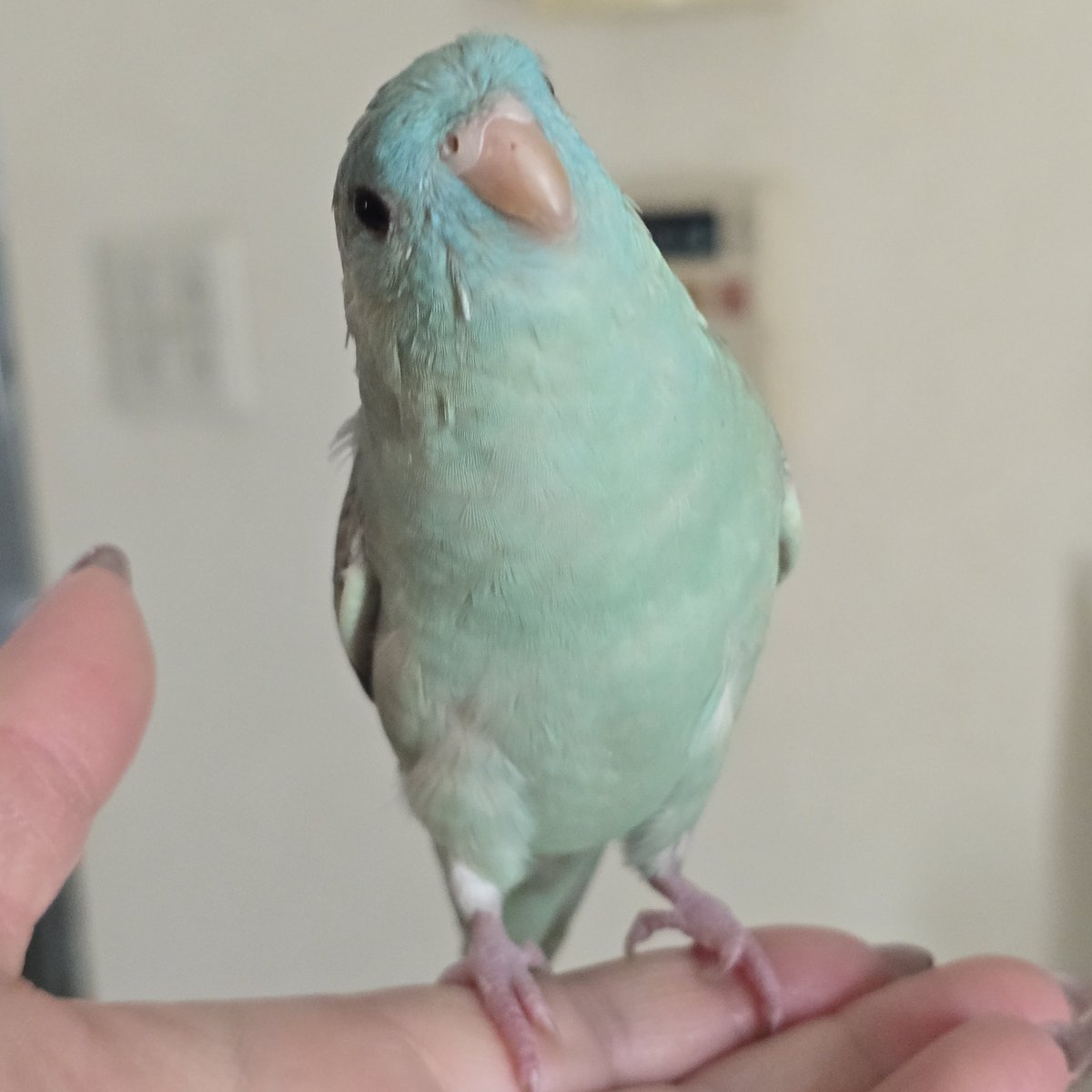 文鳥25羽に囲まれて育ったせいか自分のことを文鳥だと信じて疑わないサザナミインコの立ち方