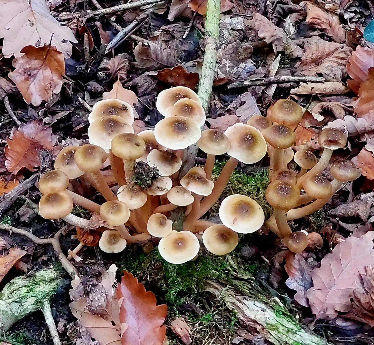 mathildeontwit's tweet image. Fijne avond voor iedereen 🍂🍁