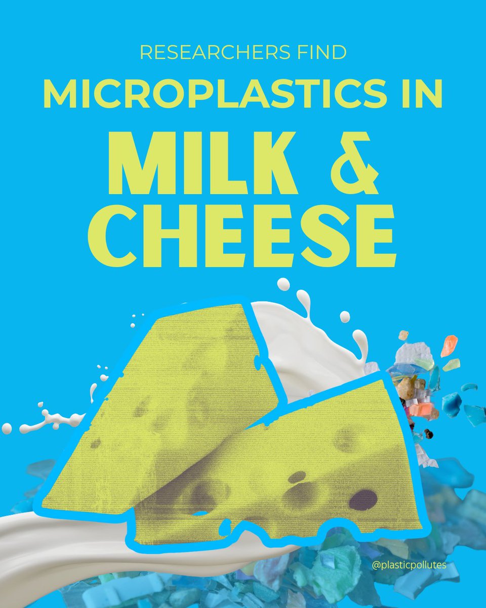 Cheese Louise! 🧀 Researchers out of Italy have found microplastics in 93% of dairy products tested.  Learn more: nature.com/articles/s4153… #PlasticPollutes #BreakFreeFromPlastic