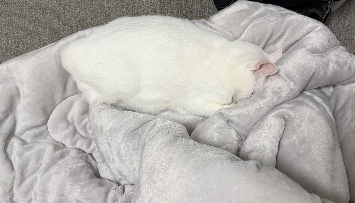 ぐう⟡꙳ =͟͟͞͞🌰ヽ( '-'ヽ)ｷｬｯﾁ (@zu_to_guu) / Posts / X