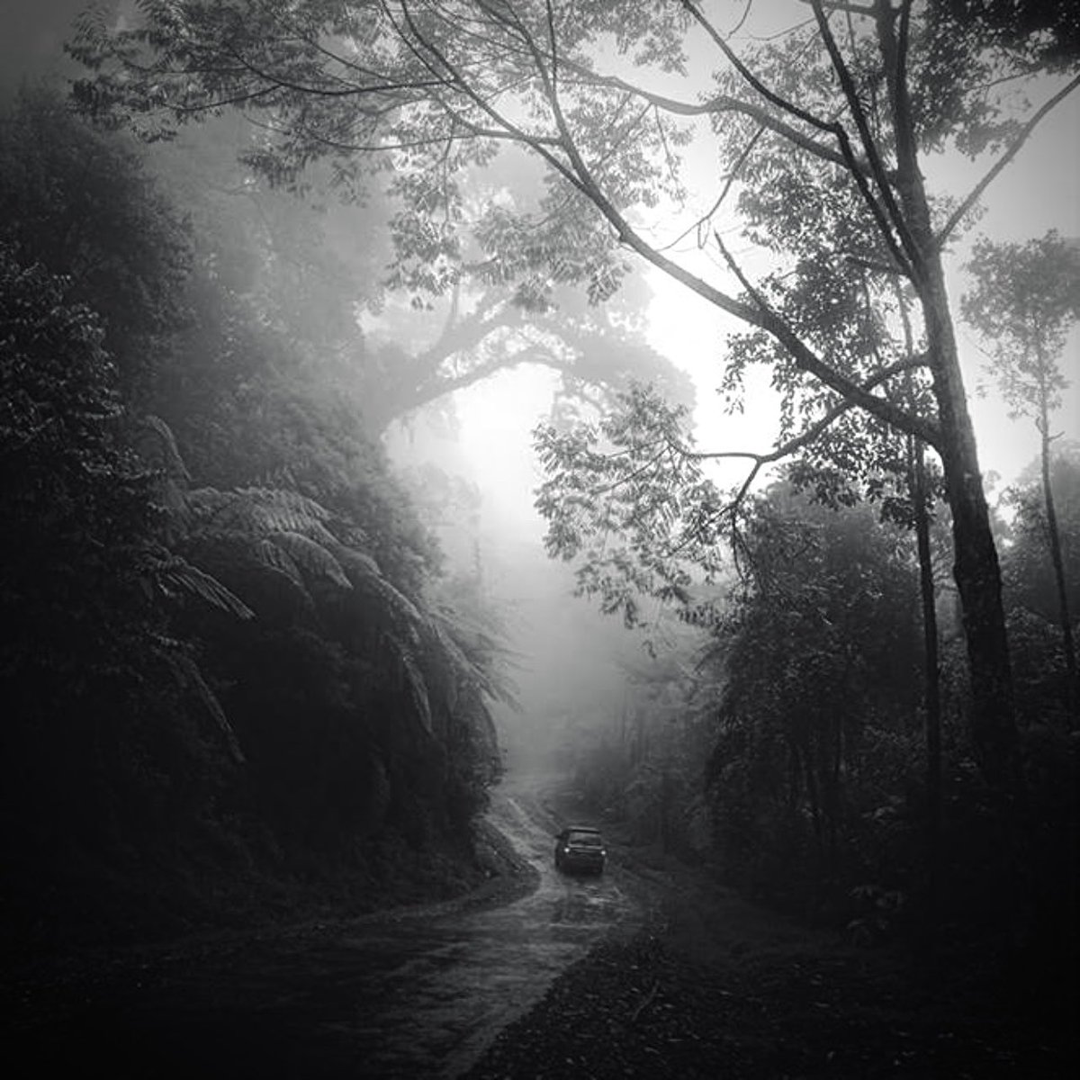 © 2025
➤ Deep Forest