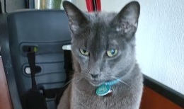 Spider.
Onze verhaal. Dinsdagavond 19 augustus was onze Spider naar buiten geglipt en weggelopen. Spider is een binnenkat dus eigenlijk willen wij niet dat hij buiten komt.
Wij hadden gehoopt dat hij de volgende ochtend terug in de tuin... Verder lezen: amivedi.nl/deel-je-verhaa…