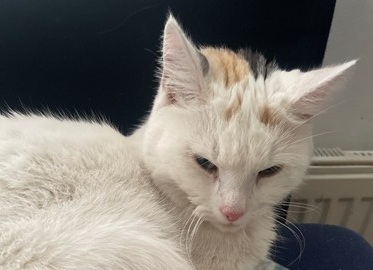 Lelo.

Lelo is veilig en wel thuis en heeft erge honger.