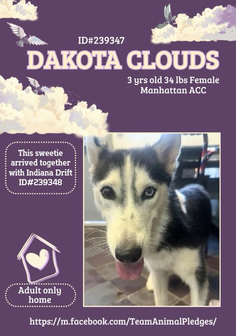 Stunning 3 yr old Dakota Clouds (Manhattan ACC) needs a new life in a real home with only adult humans where she can feel safe. 
With love, patient polishing, daily physical activity &amp; slow intros, she will blossom!
nycacc.app/#/browse/239347