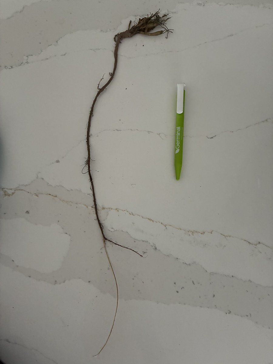 Sowed a bit of red clover in the garden this year to attract some bees and butterflies around the place.
Who would of thought a red clover plant could produce such a deep taproot within a few months - must be doing some good below as well as above ground 👍