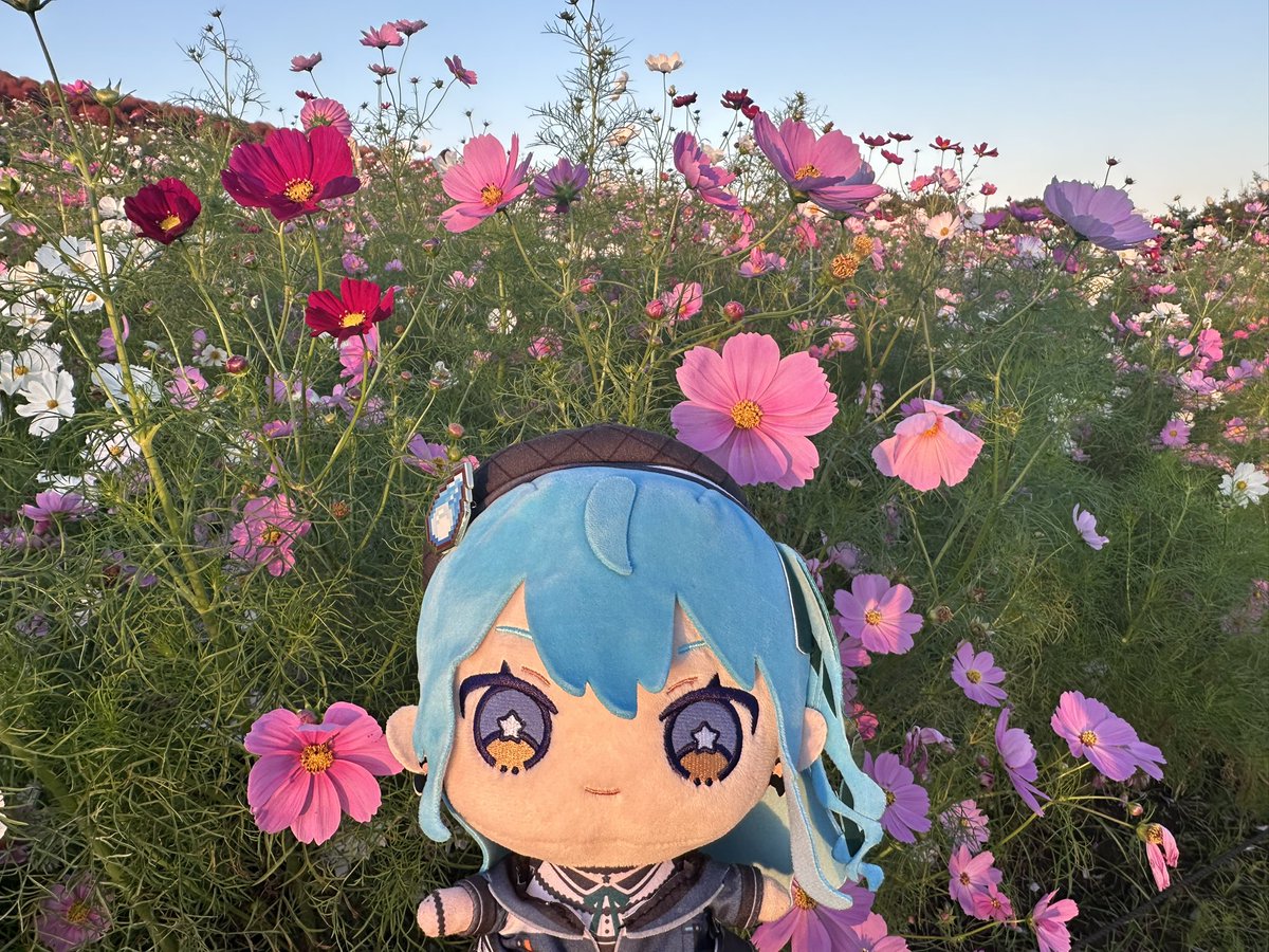 ひたちなか市・ひたち海浜公園。
みはらしの丘は、春のネモフィラから装いを換え、色付いたコキアとコスモスが一面に広がります。
夕焼けに映える赤い絨毯は壮観です。
四季折々の景色が楽しめますので、是非ご来園を。
#ぬいすいちゃんといっしょ
#ほしまちぎゃらり一
#星街すいせい
#茨城県