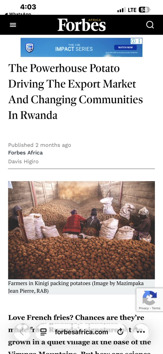 Ever wondered how one potato variety could change an entire community? 🥔🇷🇼

In my debut feature for @ForbesAfrica, I explore how Rwanda’s Kinigi potato is driving exports, transforming rural livelihoods, and redefining agricultural resilience.

forbesafrica.com/focus/2025/08/…