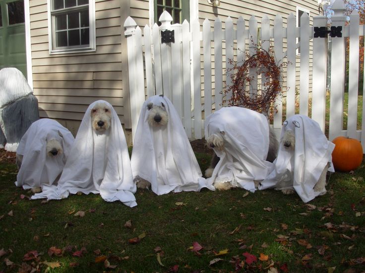 _britteddy's tweet image. ⠀⠀⠀⠀⠀

ฟุดฟิด ฟุดฟิด! ไหนๆก็เป็นเดือนที่เหมือนคนจะให้ขนมกันเยอะแยะแล้ว แพดดี้ก็อยากได้บ้างน่ะ #จะไปขอขนมคนที่รีทวิต 🐾🍯

⠀⠀⠀⠀⠀⠀⠀⠀