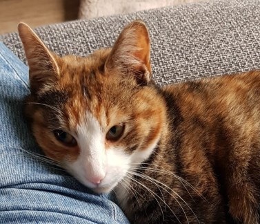 Puck is terug.
Onze Poes Puck is na drie weken weer thuisgekomen. Waarschijnlijk heeft iemand haar binnen gehouden want ze zag er goed gevoed uit. Voortaan gaat ze met een tracker naar buiten, zodat we kunnen zien waar ze is en mensen kunnen zien dat ze geen zwerfkat is.