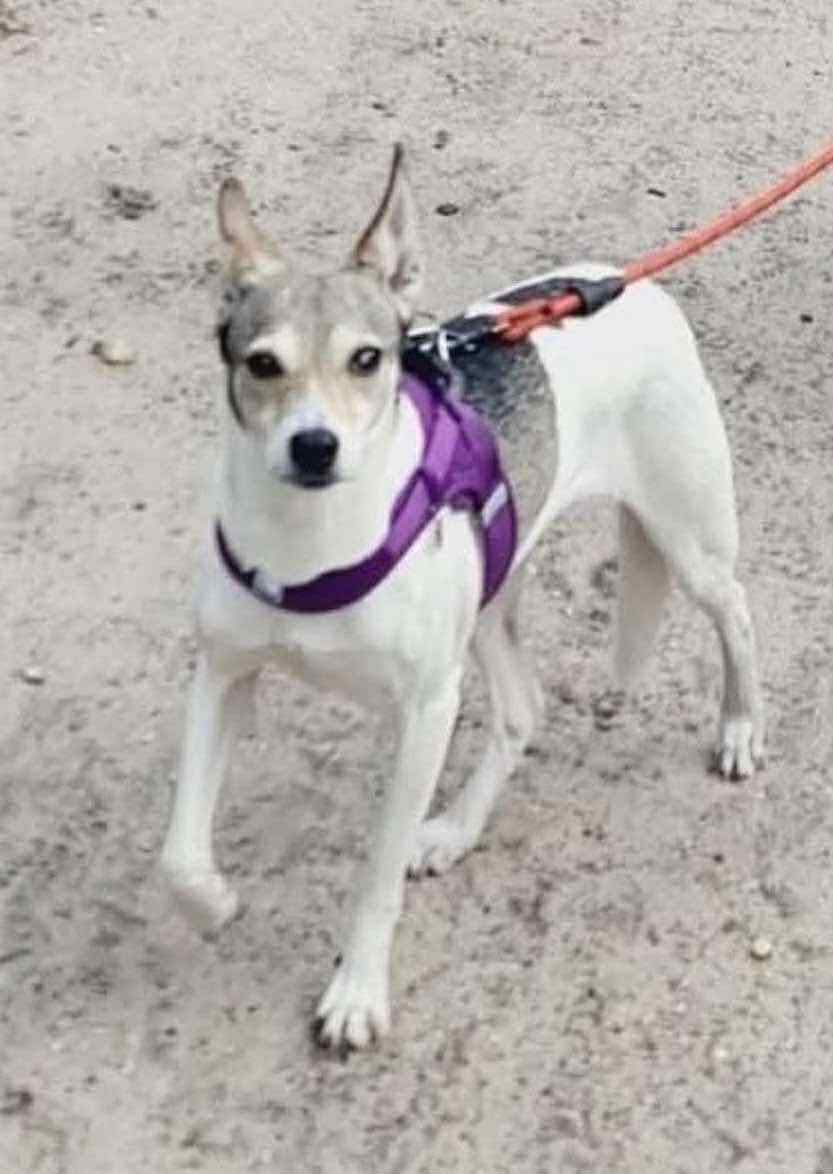 MissingPetsGB's tweet photo. 🐕 BAMBI is #missing from Orwell Closem #HAYES
Greater #London
#UB3 since 18 October 2025
Bambi is a newly rehomed Romanian #rescue girl, does not know the area.
IF YOU SEE HER, PLEASE DO NOT CALL, CHASE OR TRY TO CATCH - PLEASE JUST CALL NUMBER ON POSTER https://t.co/vrbrTyzeRN