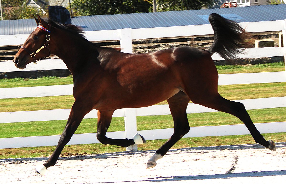 Harrisburg Sale Spotlight Hip # 12 SALUBRIOUS HANOVER 

A Walner filly out of Secret Passion who now shows 2 $150,000+ winners to her credit including Baroness Hill t,1:52.1m $308,106 and Spencer Hanover t,1:52.3s $187,653.