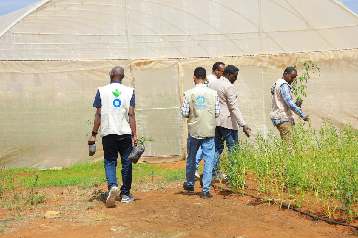 <a href="/ACFsomaliaCD/">Action Against Hunger, Somalia</a> and partners launched the REACT Project today in #Baidoa. Funded by <a href="/AICS_Nairobi/">AICS Nairobi</a>, it focuses on improving food production, water access, value chains and financial inclusion. Led by #Somali actors, it puts farmers &amp; communities first, building real resilience.