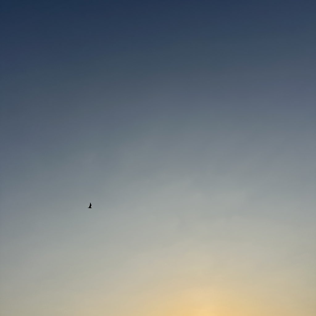 Solivagant tweet media